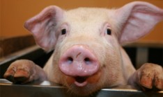 Украина сняла запрет на импорт бразильской свинины