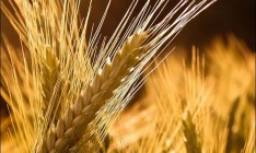 Украина может занять второе место в мире по экспорту зерна