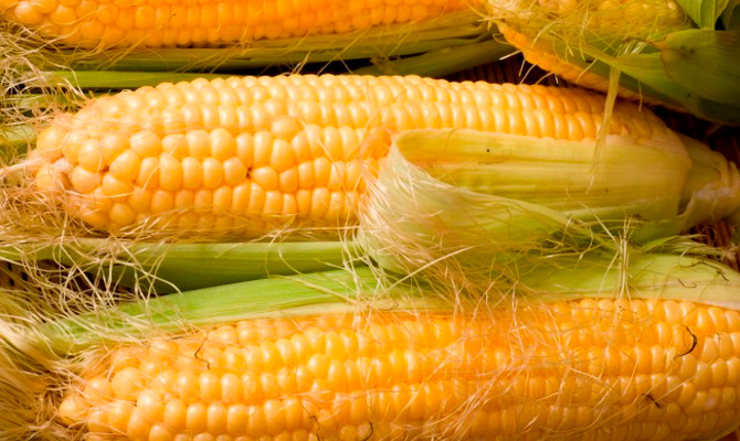 Экспорт кукурузы из Украины увеличится на 22%
