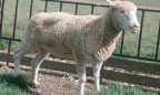 Украина запретила ввоз овец и коз из Болгарии