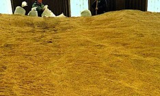 Урожай зерна в Украине увеличился на 36,3%