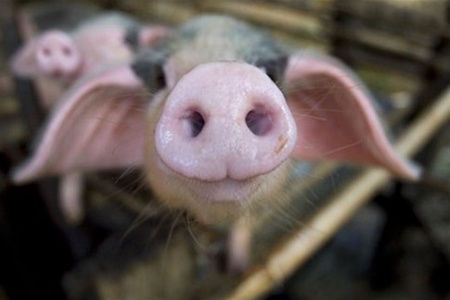 Евросоюз подаст на Россию жалобу в ВТО из-за запрета свинины