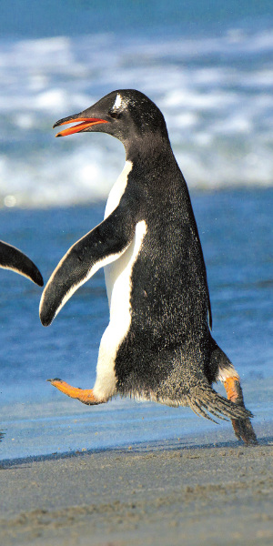 Мороз и солнце, и пингвины: день чудесный