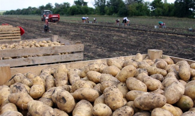 Россельхознадзор забраковал 60 тонн украинского картофеля