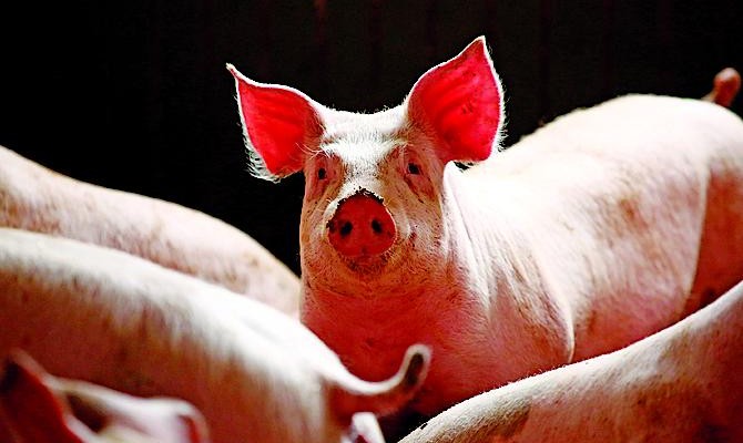 Кризис на юго-востоке страны ударил по рынку свинины