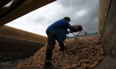 Белоруссия вслед за Россией запрещает ввоз украинского картофеля