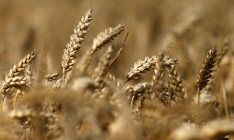 Минагропрод повысил прогноз урожая зерновых на 7,3%