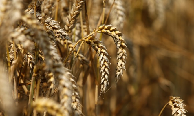Аграрии Украины собрали 55,2 млн тонн зерна
