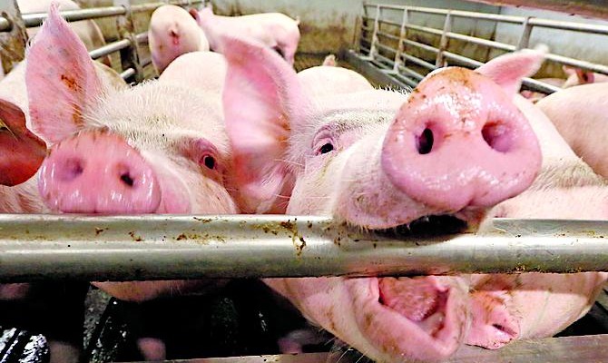 Беларусь ограничила ввоз украинской свинины