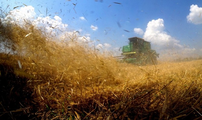 Украина собрала больше половины урожая зерновых