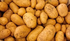 В северных областях Украины зафиксирован неурожай картофеля