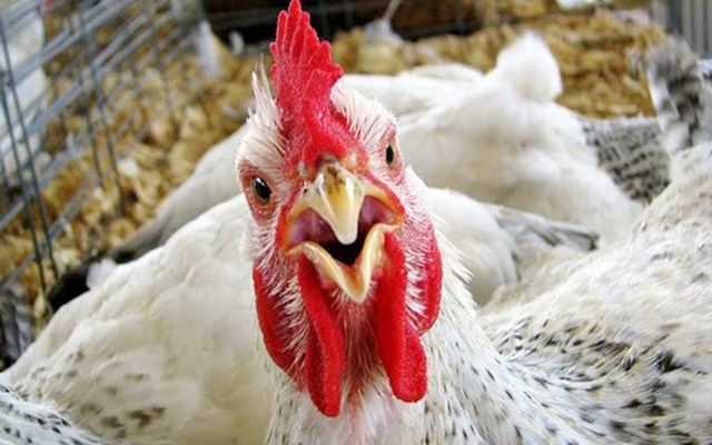 Украина получила разрешение на экспорт курятины в Саудовскую Аравию