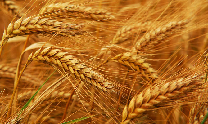 Украина увеличила экспорт зерновых на 50%