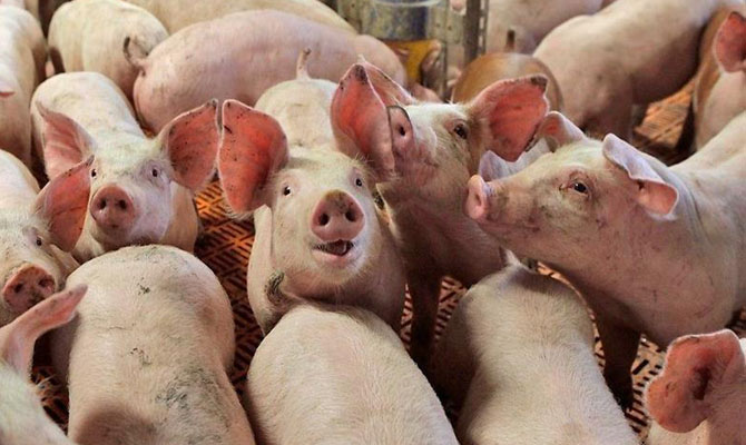Экспорт свинины сократился в 4,5 раза