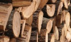 СБУ раскрыла схему по вывозу древесины за границу