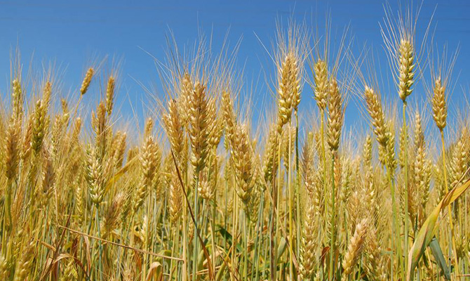 ЕС выдал лицензии на закупку почти 4 тыс. тонн украинской пшеницы