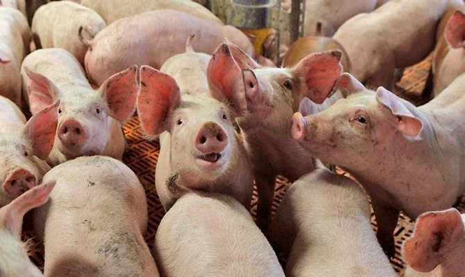 Украина сократила экспорт свинины в 13 раз
