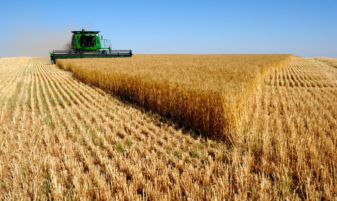 Аграрии в Украине уже собрали более 51 млн тонн зерновых