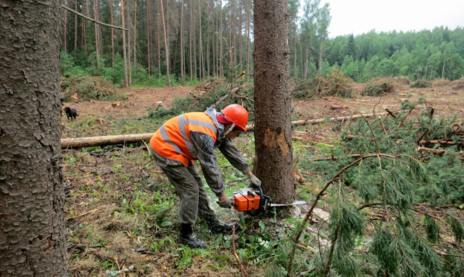 Руководство готовится передать НАБУ и Генпрокуратуре интерактивную карту с нелегальными вырубками лесов