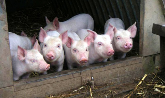 Африканская чума свиней распространилась на 15 областей