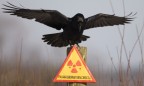Чернобыльскую зону отчуждения закроют для любых посещений на две недели