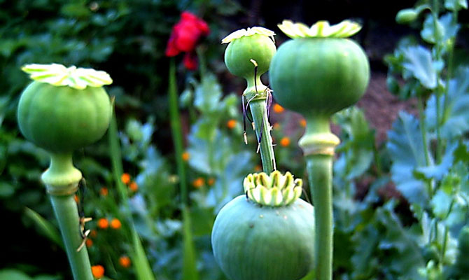 В Белоруссии полностью запретили мак и коноплю