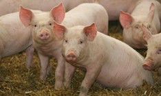 Украина в 2016 году сократила экспорт свинины в 8,6 раза