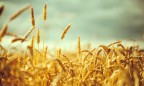 Глава Аграрного фонда анонсировал запуск фьючерсов на пшеницу