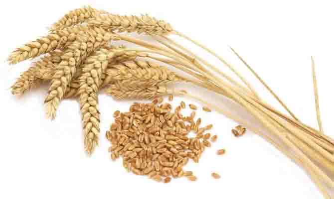В Украине собрано 66 млн тонн зерна, — МинАПК