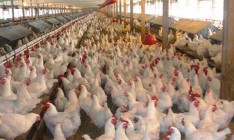 Украина возобновила экспорт птицы в ЕС