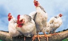 Россия ограничила импорт яиц и мяса птицы из ЕС