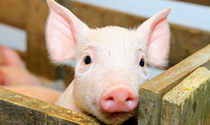 Поголовье свиней в Украине сократилось до 12-летнего минимума