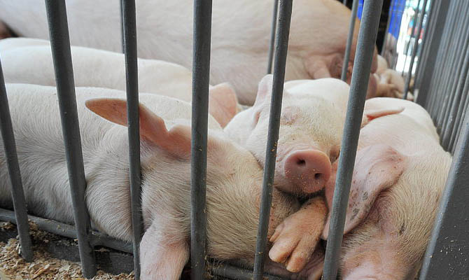 В Донецкой области зарегистрирована вспышка чумы свиней