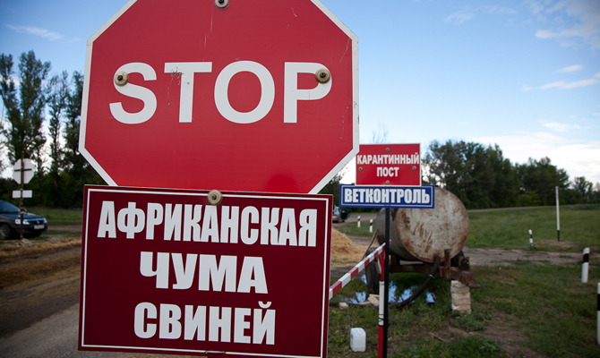 Новые очаги АЧС выявлены в двух областях
