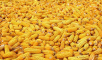 Украина получила право на беспошлинный экспорт кукурузы в Кении