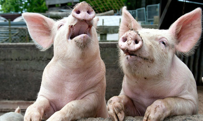 В Украине заработали новые правила борьбы с африканской чумой свиней