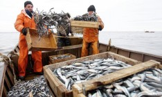 За первых три месяца промышленный вылов рыбы вырос на 42%