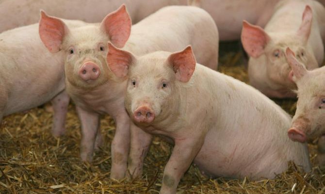 В 2017 году Украина в 2,5 раза увеличила экспорт свинины