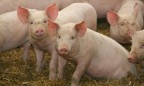 В 2017 году Украина в 2,5 раза увеличила экспорт свинины
