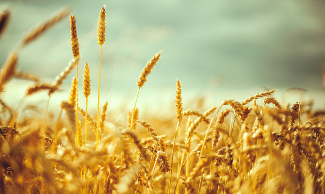 Украина экспортировала 40,7 млн тонн зерна