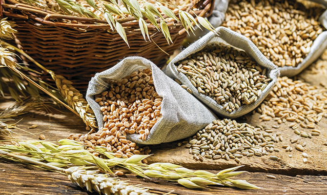 ПЗКУ закупит свыше 100 тысяч тонн зерновых у фермеров