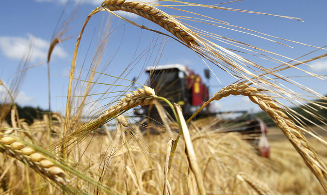 Урожай зерновых в 2017 году снизится до 60-63 миллионов тонн- МинАПК