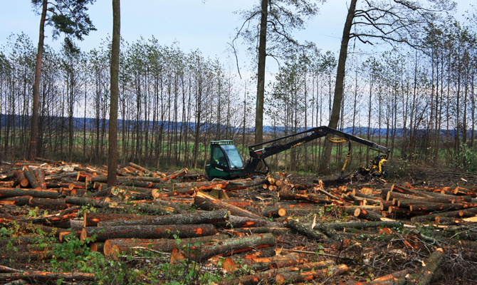 Порошенко ужесточил ответственность за вырубку старинного леса