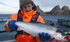 Норвегия побила рекорд по экспорту рыбы