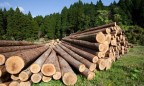 Гослесагентство поручило усилить контроль за заготовкой древесины