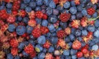 Украина собрала в 2017 году 2 млн тонн плодов и ягод