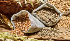 Государственная корпорация планирует начать экспорт зерна в Катар