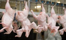 Марокко открыло рынок для украинской курятины