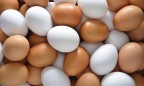 Овостар увеличила экспорт яиц почти на 70%