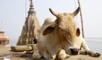 В Индии животных признали юридическим лицом